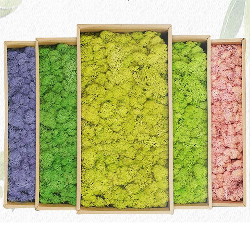 20g künstliche grüne Pflanzen  – Sphagnum Moss Dry Bewertung und Preis