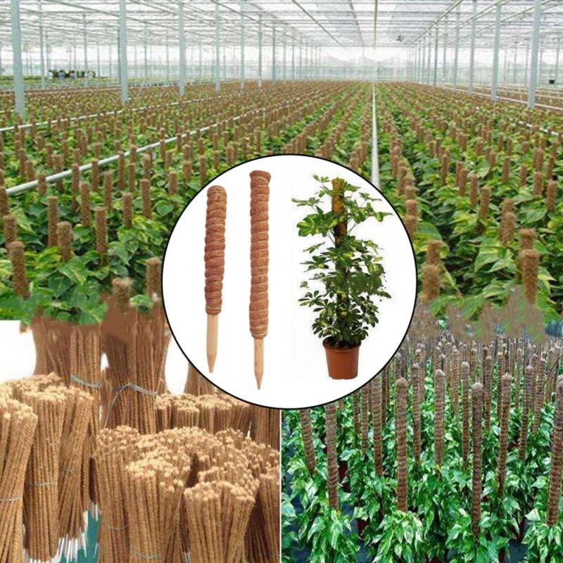 30/40/50 cm Pflanze Klettern K – Sphagnum Moss Dry Bewertung und Preis