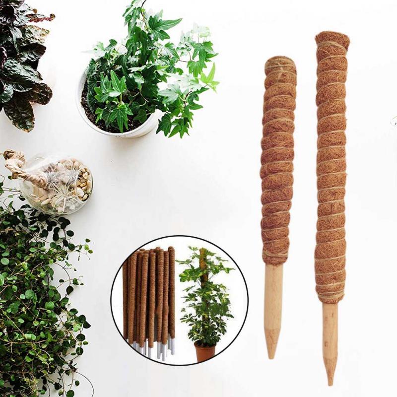30/40/50 cm Pflanze Klettern K – Sphagnum Moss Dry Bewertung und Preis